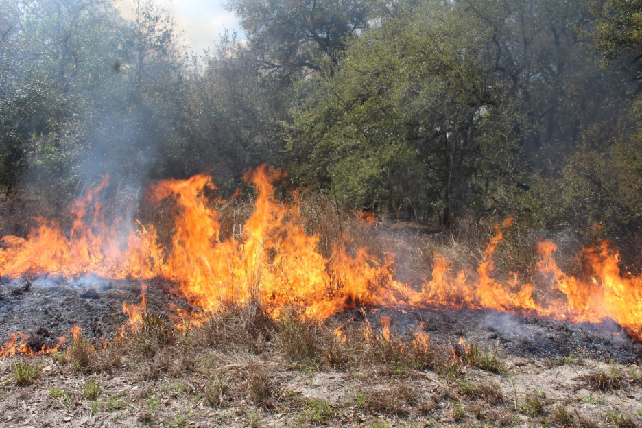 Florida pyrogenic landscape prescribed burnings drought
